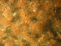 Diadumene cincta, Condylactis Aurantiaca