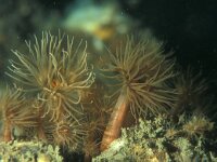 Diadumene cincta 13, Golfbrekeranemoon, Saxifraga-Eric Gibcus