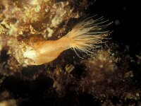 Diadumene cincta 2, Golfbrekeranemoon, Saxifraga-Eric Gibcus