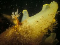 Diadumene cincta 6, Golfbrekeranemoon, Saxifraga-Eric Gibcus