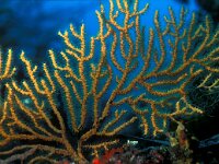 Eunicella cavolinii, Yellow Gorgonian