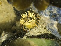 Haliplanella linearis