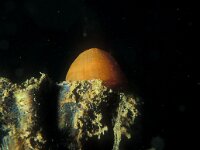 Metridium senile, Plumose Anemone