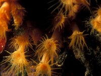 Parazoanthus axinellae