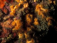 Parazoanthus axinellae 2, Gele korstanemoon, Saxifraga-Eric Gibcus