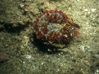 Urticina felina, Dahlia Anemone
