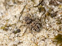 Aelurillus v-insignitus