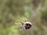 Agalenatea redii 6, Brede wielwebspin, Saxifraga-Ben Delbaere