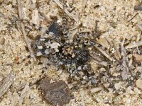 Arctosa perita 01 #04817 : Arctosa perita, Gewone zandwolfspin