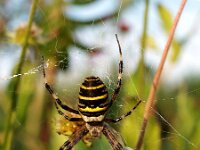 Argiope bruennichi, Wasp Spider