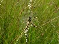 Argiope bruennichi 23, Wespspin, Saxifraga-Harry van Oosterhout : spin, tijgerspin