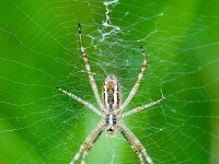 Argiope bruennichi 54, Wespspin, Saxifraga-Gerard de Jong : Argiope bruennichi, Groote Peel, Saxifraga Beeldbank, Tijgerspin, Wespspin