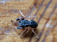 Ballus chalybeius 2, Eikenspringspin, Saxifraga-Ben Delbaere