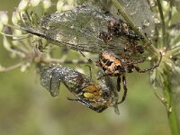 Larinioides cornutus 10, Rietkruisspin, Saxifraga-Willem van Kruijsbergen