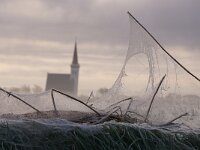 Linyphiidae sp 4, Hangmatspinnen, Saxifraga-Foto Fitis-Sytske Dijksen