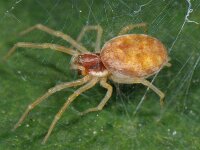 Nigma flavescens