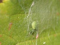 Nigma walckenaeri 2, Groen kaardertje, Saxifraga-Tom Heijnen