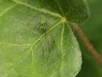 Nigma walckenaeri 3, Groen kaardertje, Saxifraga-Tom Heijnen