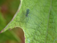 Nigma walckenaeri 5, Groen kaardertje, Saxifraga-Tom Heijnen