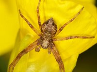 Philodromus sp