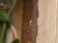 Pholcus phalangioides 9, Grote trilspin, Saxifraga-Tom Heijnen
