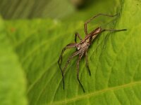 Pisaura mirabilis 24, Kraamwebspin, Saxifraga-Tom Heijnen