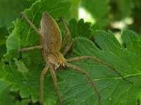Pisaura mirabilis 26, Kraamwebspin, Saxifraga-Ben Delbaere  IICSA