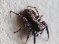 Pseudeuophrys lanigera