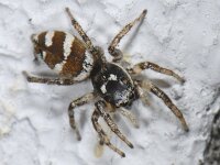 Salticus scenicus 02 #05061 : Salticus scenicus, Huiszebraspin