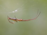 Tetragnatha extensa 7, Gewone strekspin, Saxifraga-Jan Nijendijk