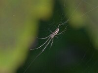 Tetragnatha sp