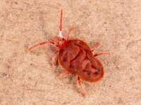 Trombidium holosericeum