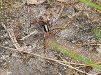 Xerolycosa nemoralis