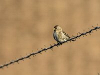 Acanthis flammea flammea 7, Grote barmsijs, adults, Saxifraga-Theo Verstrael