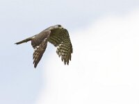 Accipiter brevipes 4, Balkansperwer, Saxifraga-Tom Heijnen