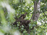 Accipiter gentilis 2, juvenile, Havik, Saxifraga-Martin Mollet