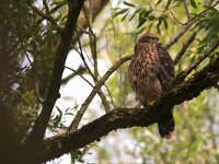 Accipiter gentilis 31, Havik, juvenile, Saxifraga-Martin Mollet