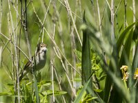 Acrocephalus dumetorum 2, Struikrietzanger, adult, male, Saxifraga-Theo Verstrael