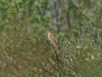 Acrocephalus schoenobaenus 2, Rietzanger, Saxifraga-Mark Zekhuis