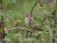 Acrocephalus schoenobaenus 20, Rietzanger, Saxifraga-Peter Meininger