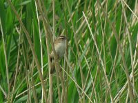 Acrocephalus schoenobaenus 21, Rietzanger, Saxifraga-Henk Sierdsema