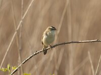 Acrocephalus schoenobaenus 76, Rietzanger, Saxifraga-Jan Nijendijk