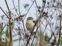 Acrocephalus schoenobaenus 77, Rietzanger, adult male, Saxifraga-Theo Verstrael