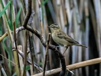 Acrocephalus schoenobaenus 78, Rietzanger, adult male, Saxifraga-Theo Verstrael