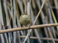 Acrocephalus schoenobaenus 82, Rietzanger, adult male, Saxifraga-Theo Verstrael