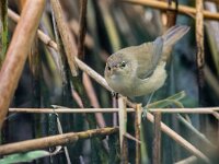 Acrocephalus scirpaceus 38, Kleine karekiet, adult male, Saxifraga-Theo Verstrael