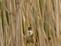 Acrocephalus scirpaceus 40, Kleine karekiet, adult male, Saxifraga-Theo Verstrael