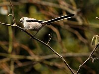 Aegithalos caudatus 18, Staartmees, Saxifraga-Piet Munsterman