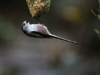 Aegithalos caudatus 4, Staartmees, Saxifraga-Piet Munsterman