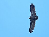 Aegypius monachus 20, Monniksgier, Saxifraga-Tom Heijnen